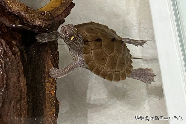 18種常見的烏龜，每種都有自己的特色，你喜歡哪種呢？