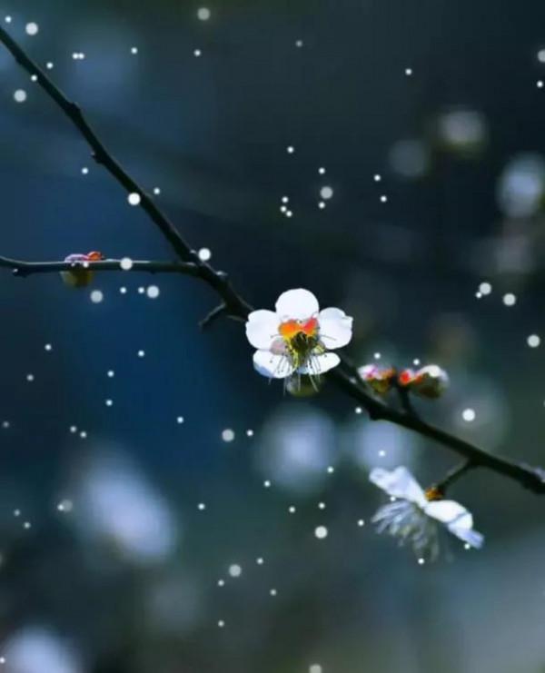 “雪似梅花,梅花似雪”~今日大雪節氣,欣賞幾首寫雪的名詩詞 “雪似梅花,梅花似雪”~今日大雪節氣,欣賞幾首寫雪的名詩詞
