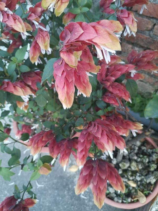 6種植物,長得特像小動物,惟妙惟肖又好養 6種植物,長得特像小動物,惟妙惟肖又好養