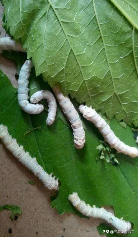 如何飼養桑蠶丨養殖家蠶的前景和收益怎麼樣