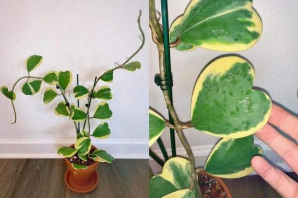 衛生間潮溼有異味，養上5種&OpenCurlyDoubleQuote;吸味花&rdquo;，祛溼除味還能&OpenCurlyDoubleQuote;滅菌&rdquo;