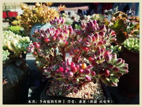 遠處都是風景，近處全是人生，眼前卻是多肉