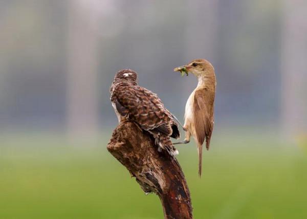 只生不養最險惡的鳥&mdash;&mdash;