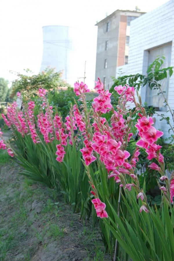 春節，來逛廣東花市嗎？丨花顏鳥語