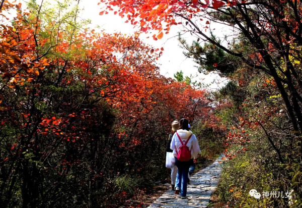 太行紅葉別樣紅