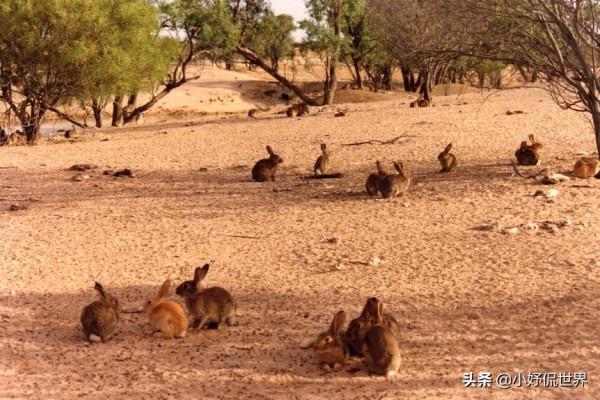 看起來像編造的小說,但屬於真實歷史的8個奇怪事實 看起來像編造的小說,但屬於真實歷史的8個奇怪事實