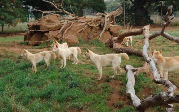 &OpenCurlyDoubleQuote;大黃&rdquo;在澳洲氾濫，上捕袋鼠下偷綿羊，還混成保護動物，憑啥？