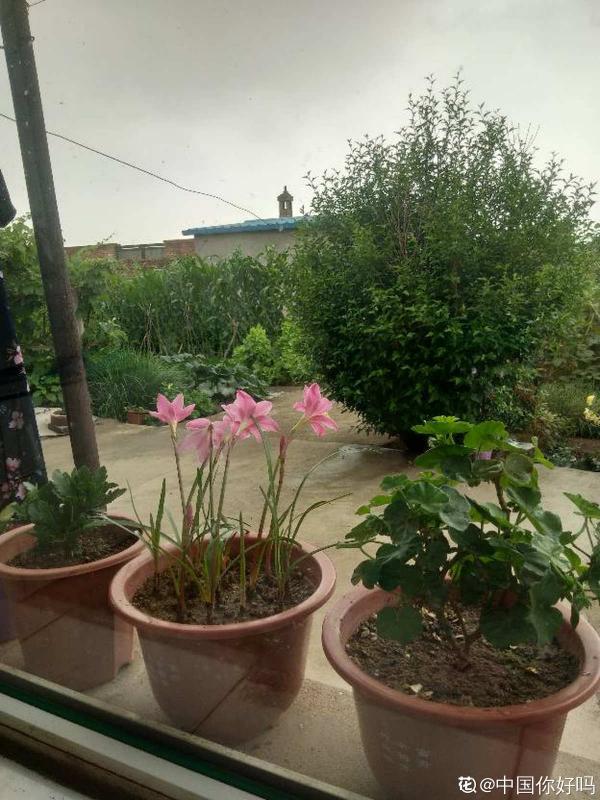 啥植物能抗住下雨天?當屬風雨蘭,暴雨也能勇敢闖 啥植物能抗住下雨天?當屬風雨蘭,暴雨也能勇敢闖