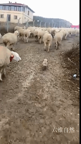 國外一隻牧羊犬幼崽剛滿月，就出來驅趕羊群，反被羊群當成小羊羔