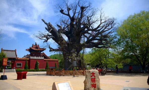 山西大槐樹如何成了尋根之地,中國有多少姓氏是從這裡遷移來的? 山西大槐樹如何成了尋根之地,中國有多少姓氏是從這裡遷移來的?