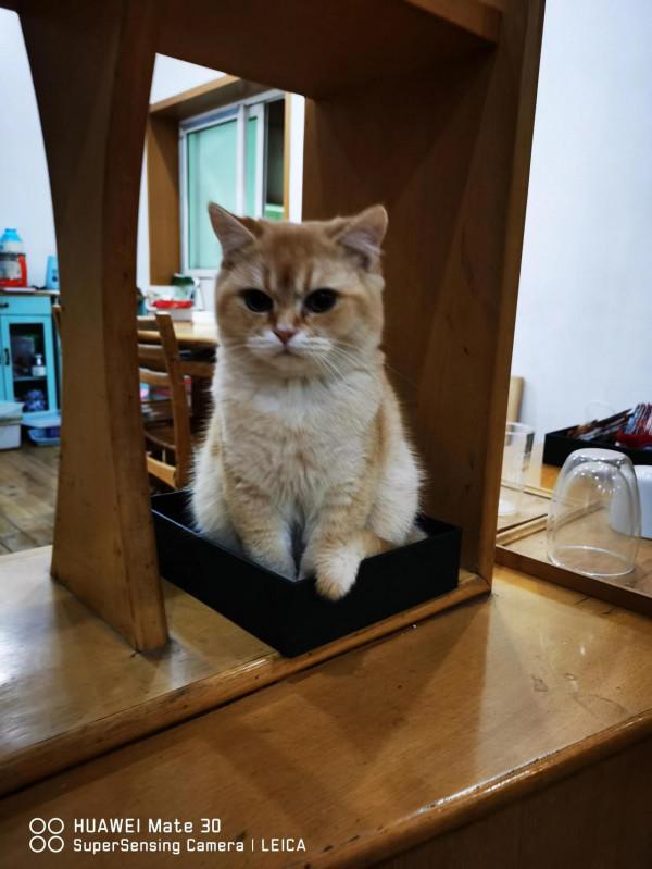 金漸層豆泡 金漸層豆泡