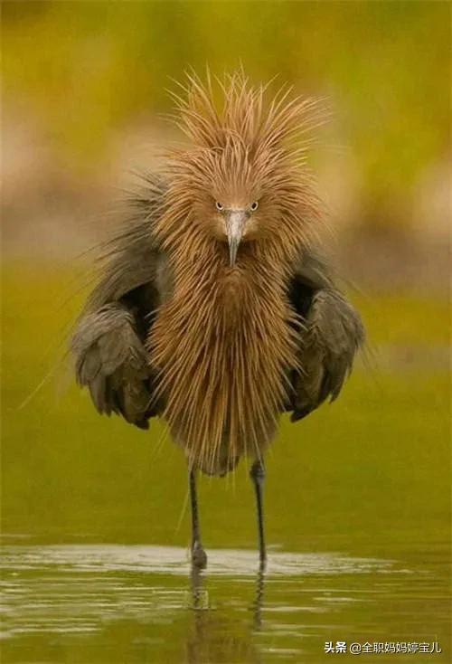 分享——稀奇古怪的鳥