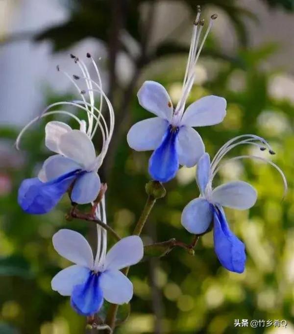 奇形怪狀的漂亮蘭花