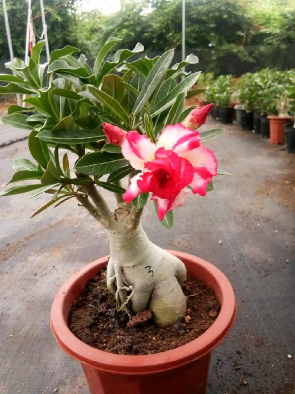 適合窮養的“5種花”，用小盆，少管一些更利於生長和開花