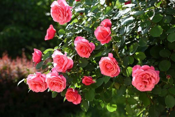 3種“香水花”,家裡放一盆香味飄滿屋,你最喜歡哪種? 3種“香水花”,家裡放一盆香味飄滿屋,你最喜歡哪種?