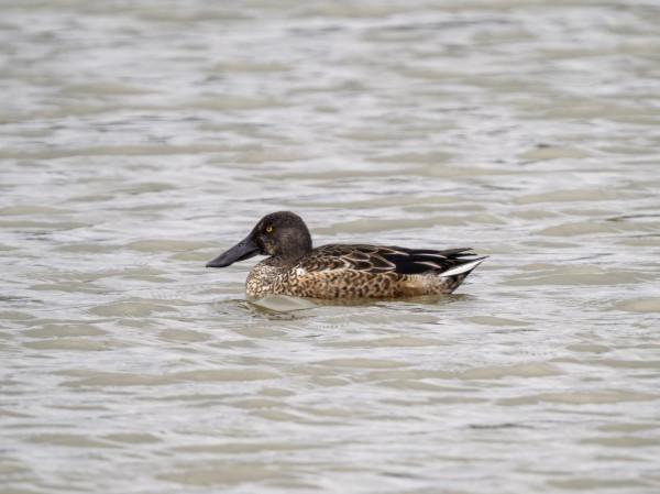 嘴巴最寬最長的野鴨—琵嘴鴨