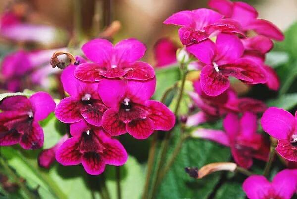 海角櫻草（堇蘭）