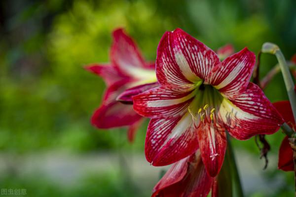 秋天的朱頂紅種球吹氣一樣長，分享養球“捷徑”，長到拳頭大