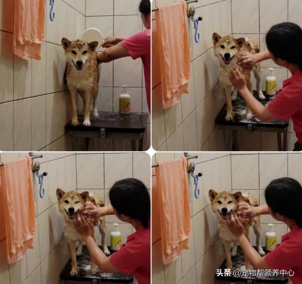 他將柴犬帶回家遭老婆威脅離婚，幾年後她的臉腫成“豬頭”