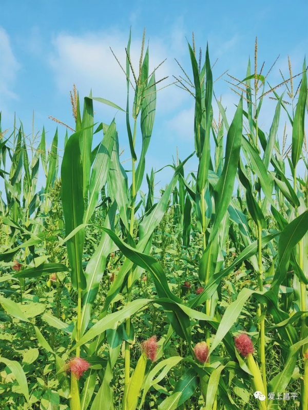 秋日農場嗨玩!露營野餐,種菜摘果,過嚮往的田園生活 秋日農場嗨玩!露營野餐,種菜摘果,過嚮往的田園生活