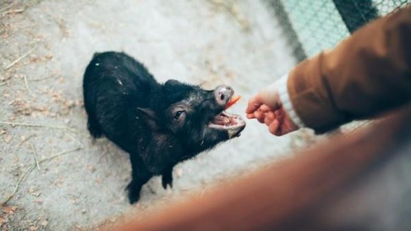 豬的智力超乎你的想象：這些精通技術的豬正在掌握電子遊戲