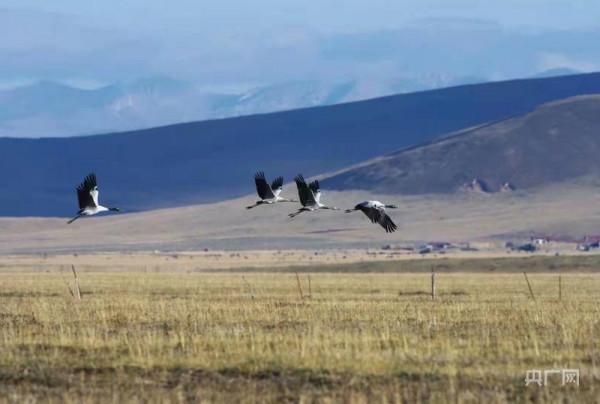 飛越萬水千山 四川多地再次迎來“候鳥旅行團”