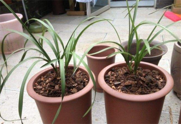 哪些盆栽不能用陶粒?盤點兩大類盆栽,不能用,不然真的很難打理 哪些盆栽不能用陶粒?盤點兩大類盆栽,不能用,不然真的很難打理