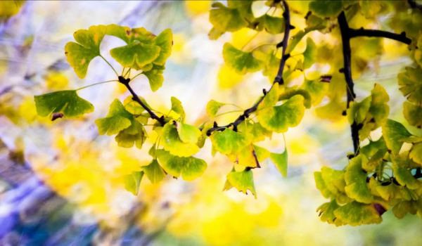 王維最佛系的一首詩，其中金句被蘇軾學生“抄襲”，流傳了1200年