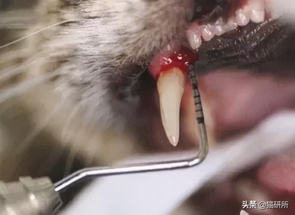 80%貓咪都有牙周炎？貓咪口臭就要警惕