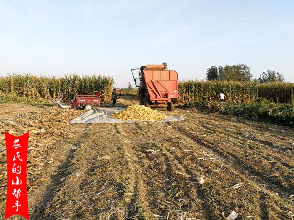 租500畝地種小麥和玉米,一年能掙30萬嗎?算算詳細賬單就知道 租500畝地種小麥和玉米,一年能掙30萬嗎?算算詳細賬單就知道