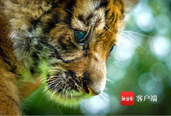 被可愛到了！海南“萌虎”出動鬧元宵