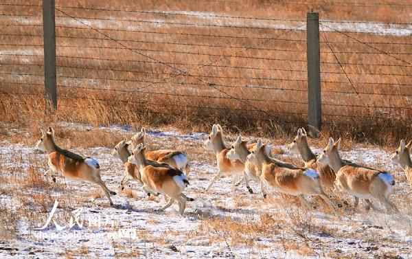 呼倫貝爾：野生黃羊遷徙忙