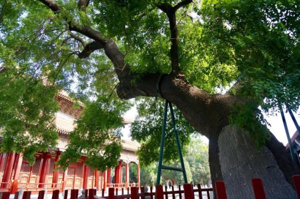 北京一低調公園,坐落朝陽區遊客數量卻很少,滿園花香惹人喜愛 北京一低調公園,坐落朝陽區遊客數量卻很少,滿園花香惹人喜愛