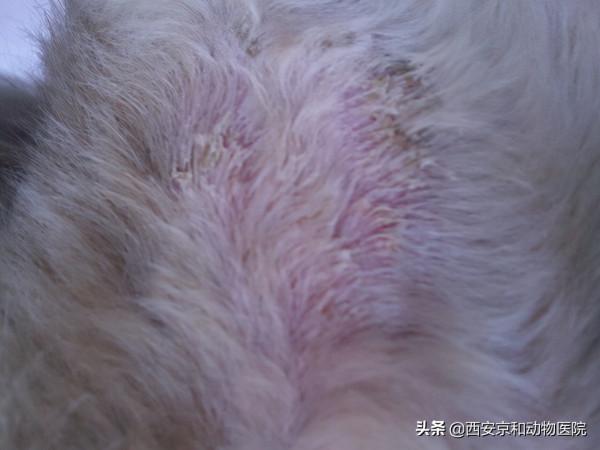 科普:犬貓常見的體外寄生蟲都有哪些? 科普:犬貓常見的體外寄生蟲都有哪些?