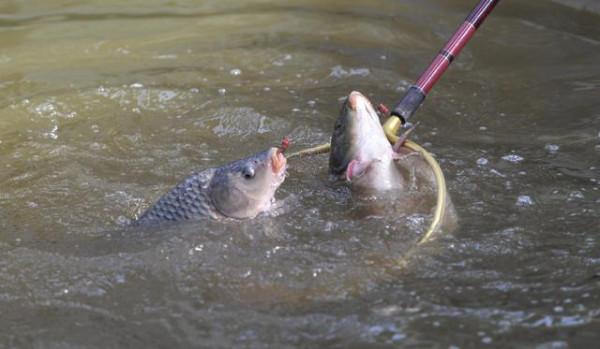 冬季自然水域釣魚的十二個技巧 冬季自然水域釣魚的十二個技巧