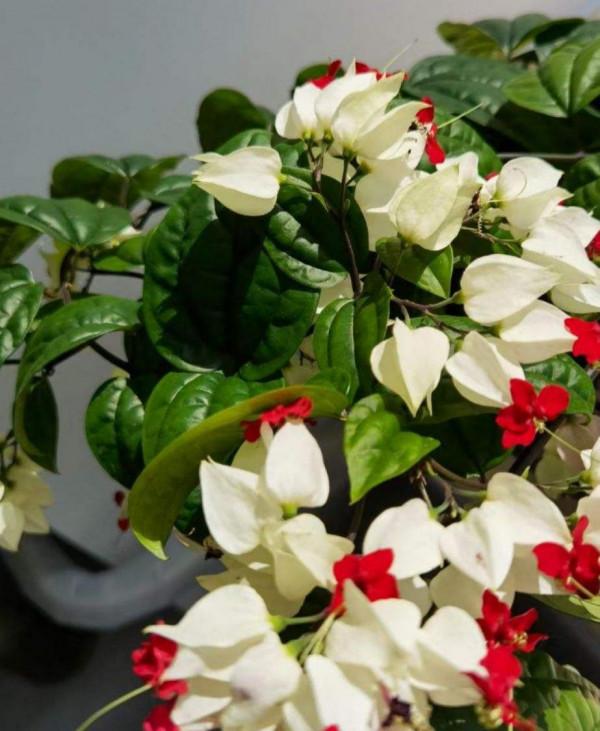 霸氣的“祥龍花”，養在家裡能鎮宅，安全感滿滿