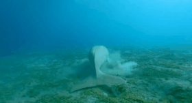 18個聞所未聞的事實，巴西警察駕車狂追逃犯飛機，美人魚原型真醜