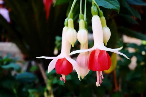 秋天的陽臺上,養4個品種的花卉,大氣上檔次,整個冬季都能賞花 秋天的陽臺上,養4個品種的花卉,大氣上檔次,整個冬季都能賞花