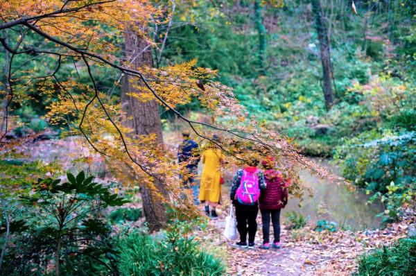 今年秋天一定要去下南京棲霞山，中國四大賞楓勝地之一，風景絕美