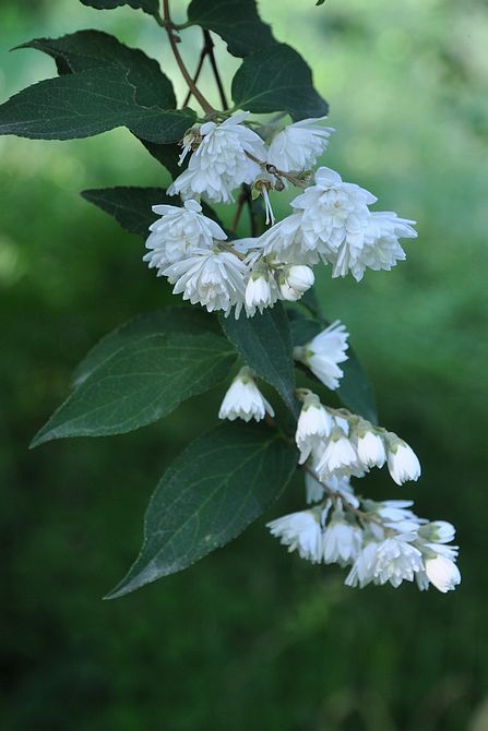 《百花集》（二百三十五）
