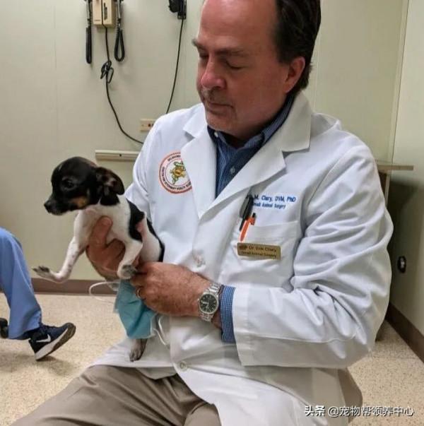 罕見畸形狗狗，許多獸醫沒把握，直到遇見他們，竟真有奇蹟