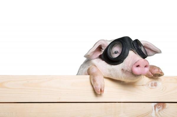 勇敢的小豬豬 勇敢的小豬豬