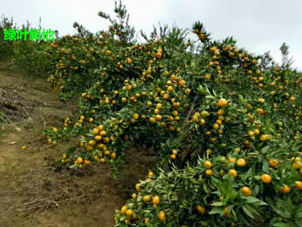 南豐蜜桔保果用“藍葉”結得肉麻