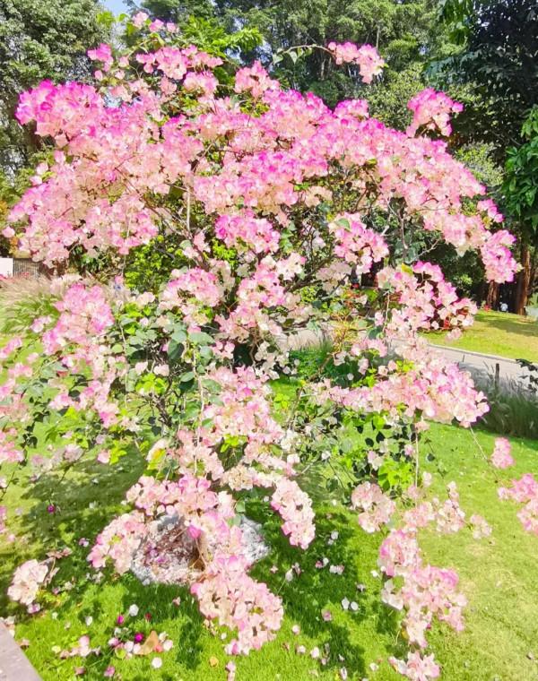 觀賞精品杜鵑 觀賞精品杜鵑