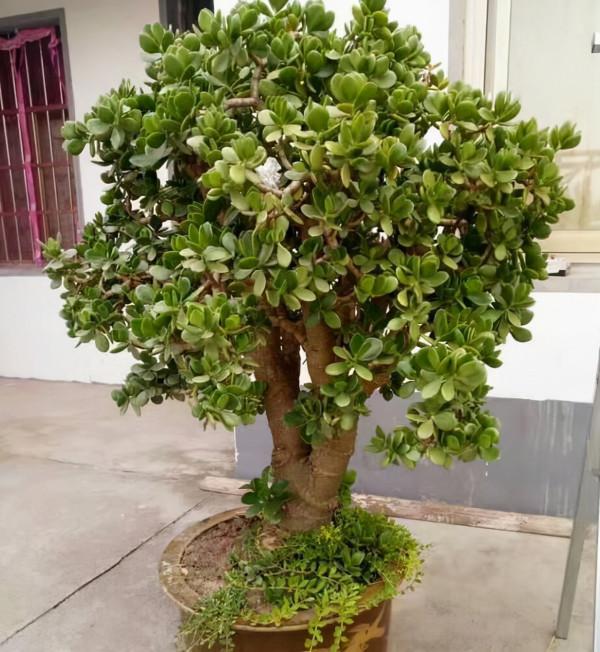 喜歡“小盆”的12種花，幹養多曬，擠著養，枝葉翠綠花大如碗