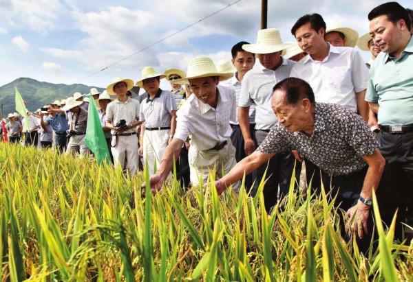 海水稻有多神奇?袁隆平鹽鹼地種水稻,迪拜沙漠變良田 海水稻有多神奇?袁隆平鹽鹼地種水稻,迪拜沙漠變良田