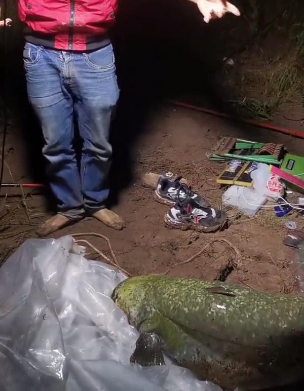 西江80斤鯰魚王被人釣起!幾乎與人等高,網友:應該放生 西江80斤鯰魚王被人釣起!幾乎與人等高,網友:應該放生