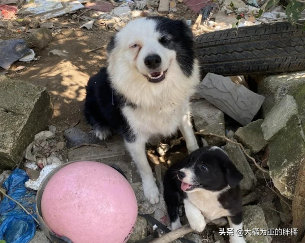 邊牧媽媽帶著小狗住廢墟，主人說它犯錯“受罰”，一喝酒就來打它