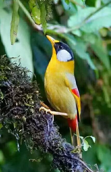 相思鳥一一愛情的象徵