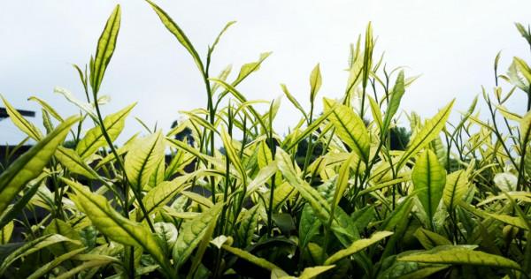 印度曾把茶葉做到世界第一,把中國茶葉逼入絕境,其中發生了什麼 印度曾把茶葉做到世界第一,把中國茶葉逼入絕境,其中發生了什麼